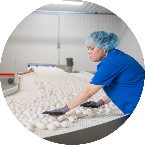 Worker working on conveyor of eggs