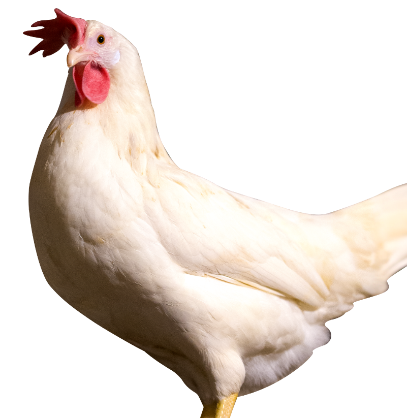 Cutout of chicken